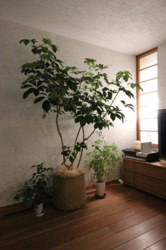 室内でも育てやすい観葉植物 シェフレラのあるインテリア 新井アトリエ一級建築士事務所は 神奈川で自然を感じるデザイン住宅を提案